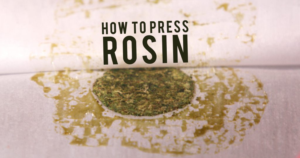 How To Press Rosin
