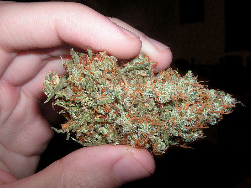 Trainwreck-Cannabis-bud
