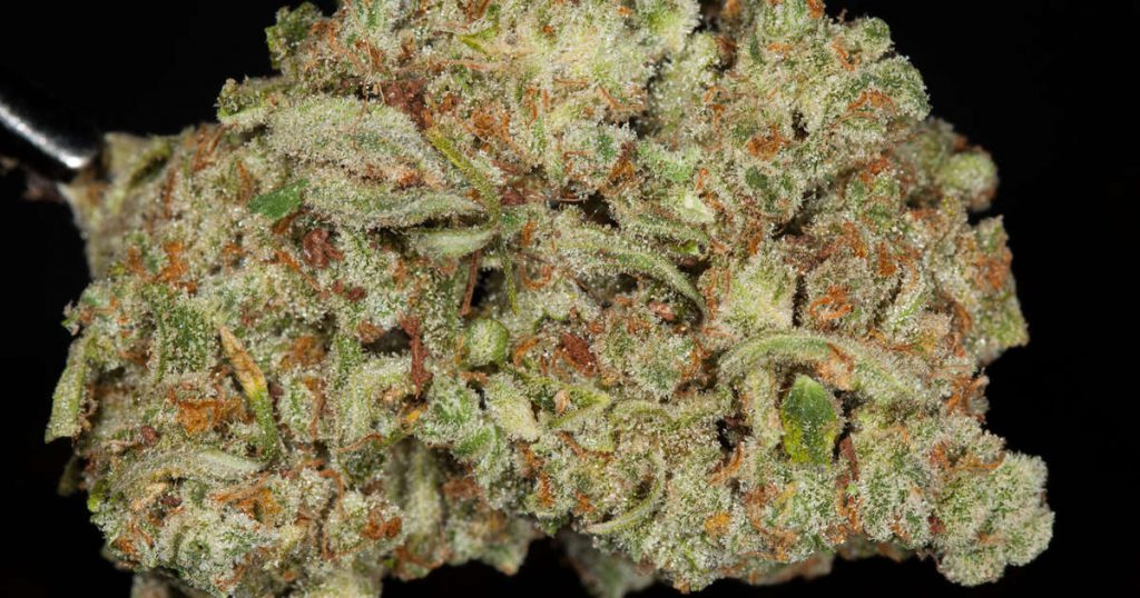 trainwreck-strain-buy-online-information-side-effects-grow-tips