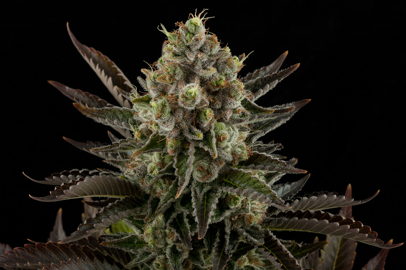 White_widow_