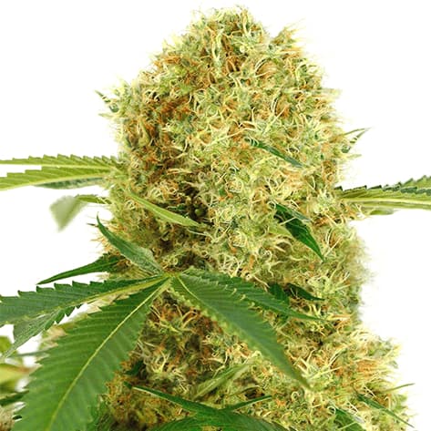 white-widow-marijuana-seeds-cannabis
