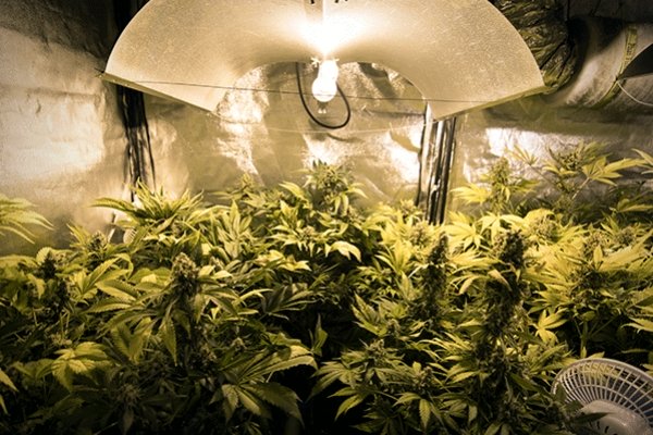 Cannabis Lighting