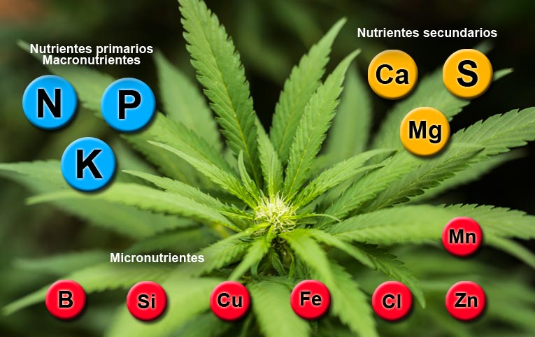 Cannabis Nutrients