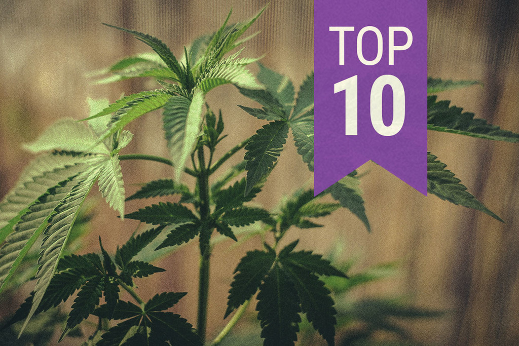 Cannabis growing tips