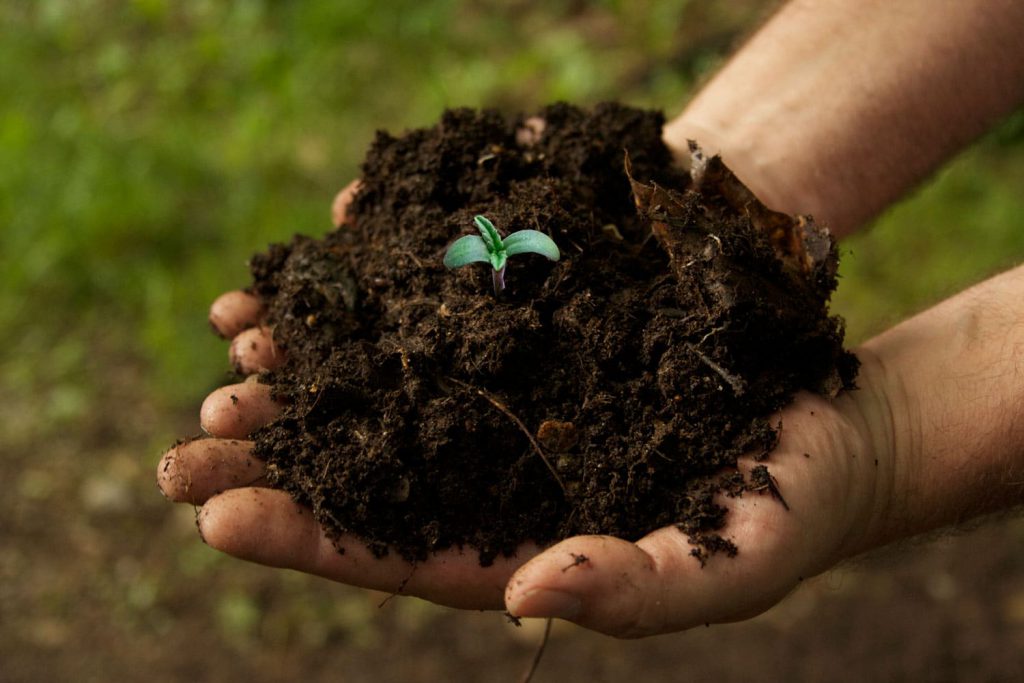 Cannabis soil medium