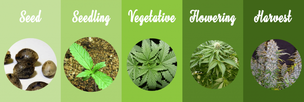 cannabis-grow-stages