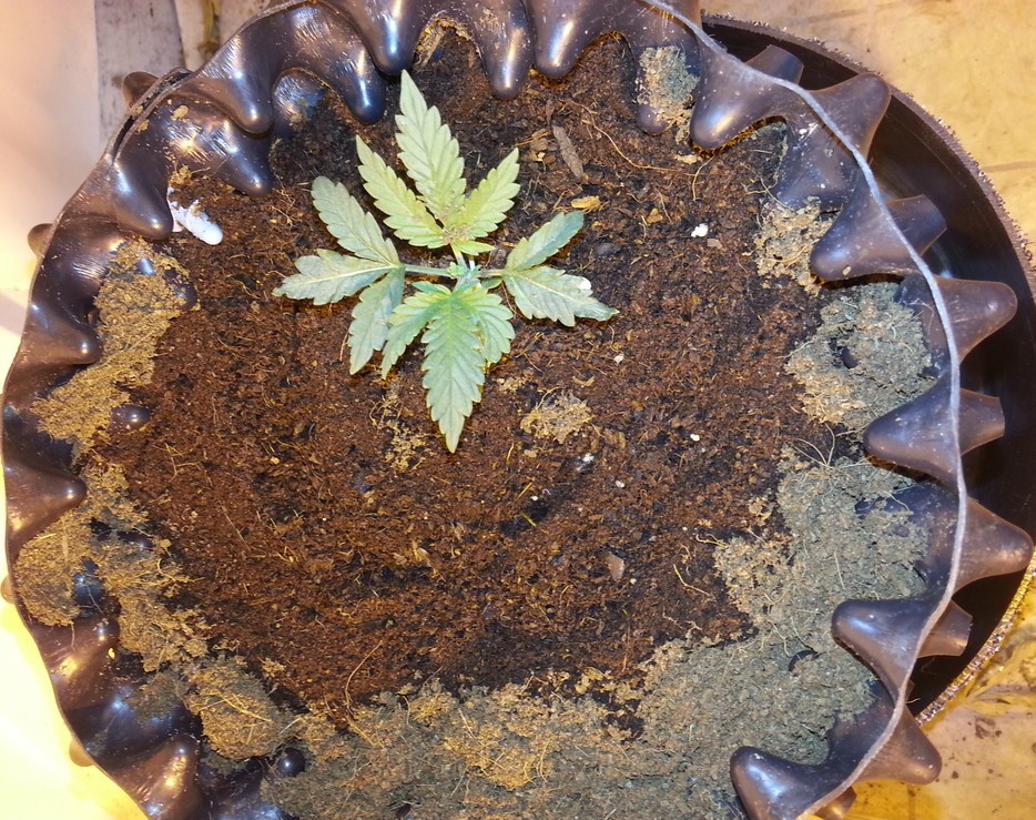 marijuana_growing_coco_coir_medium