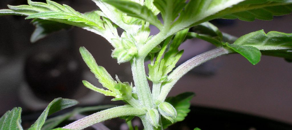 Hermaphrodite Marijuana Plant