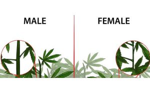 Sexing Marijuana Plants- Cannabis Gender and Reproduction Guide