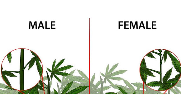 Identifying-the-sex-of-your-plants