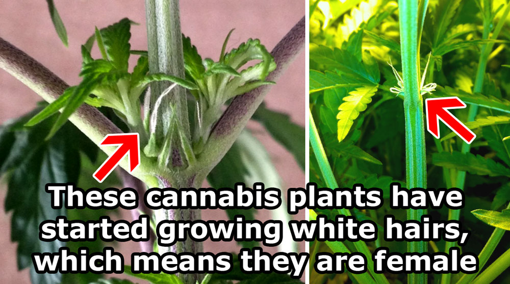 Sexing Marijuana Plants- Cannabis Gender and Reproduction Guide