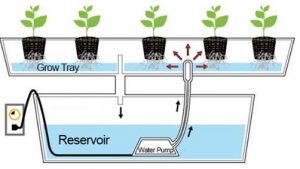 How to Grow Hydroponic Tomatoes -Beginner's Guide