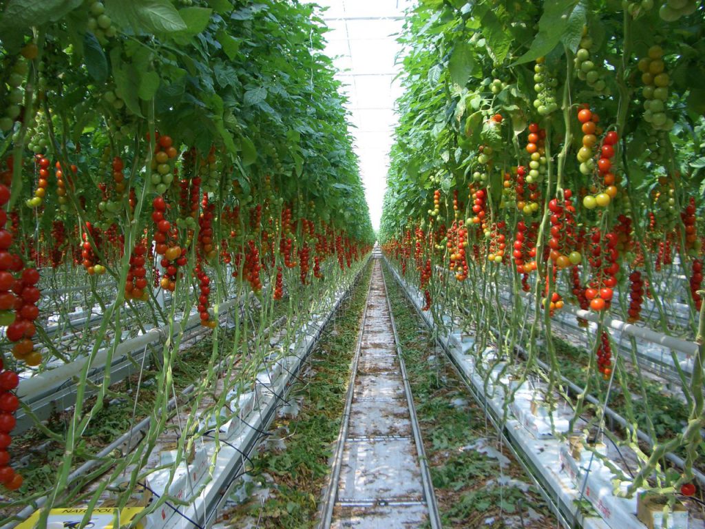 How to Grow Hydroponic Tomatoes