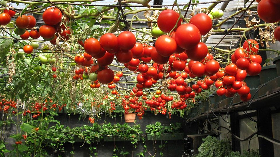 Hydroponic Tomato Varieties