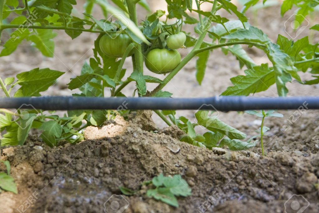 Tomato Drip System