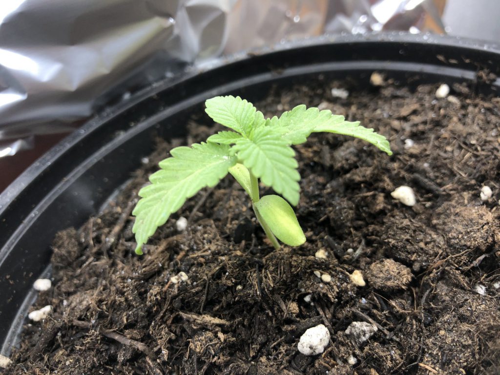 Cannabis Seedling Problems