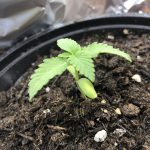 Common Cannabis Seedling Problems