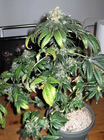 Cannabis leaves curling down