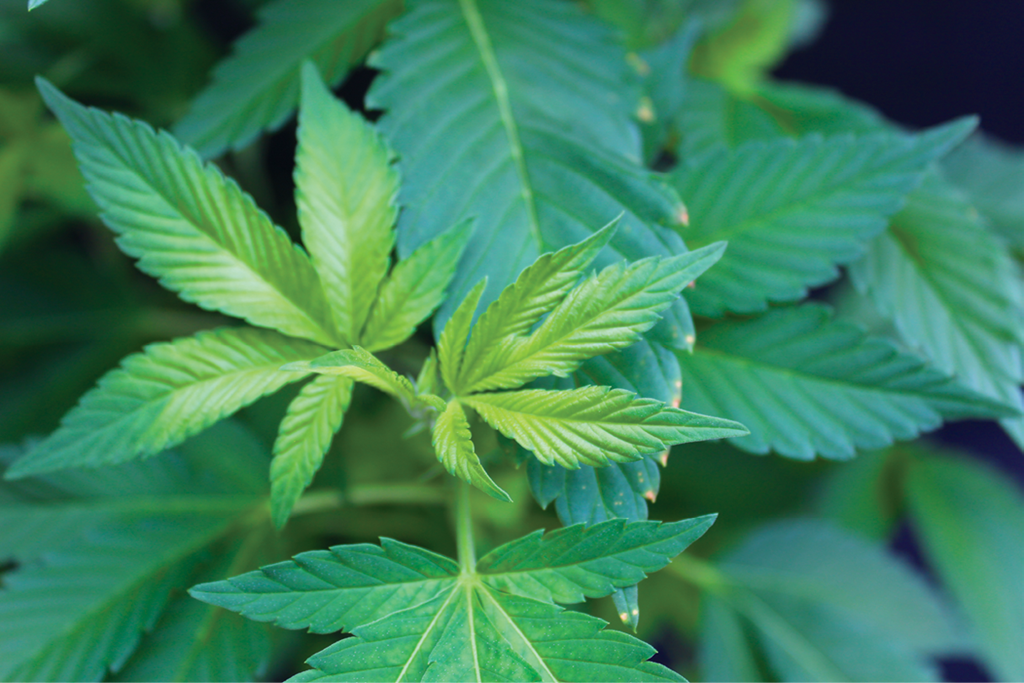 Chlorosis of New Growth Leaves