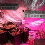 How Many Watts Per Square Foot for Led Grow Lights