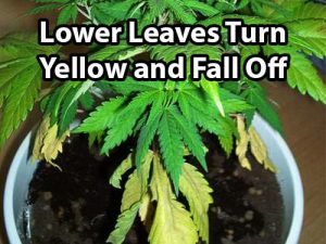 The Common Causes Of The Yellowing Of Marijuana Leaves - 101GrowLights