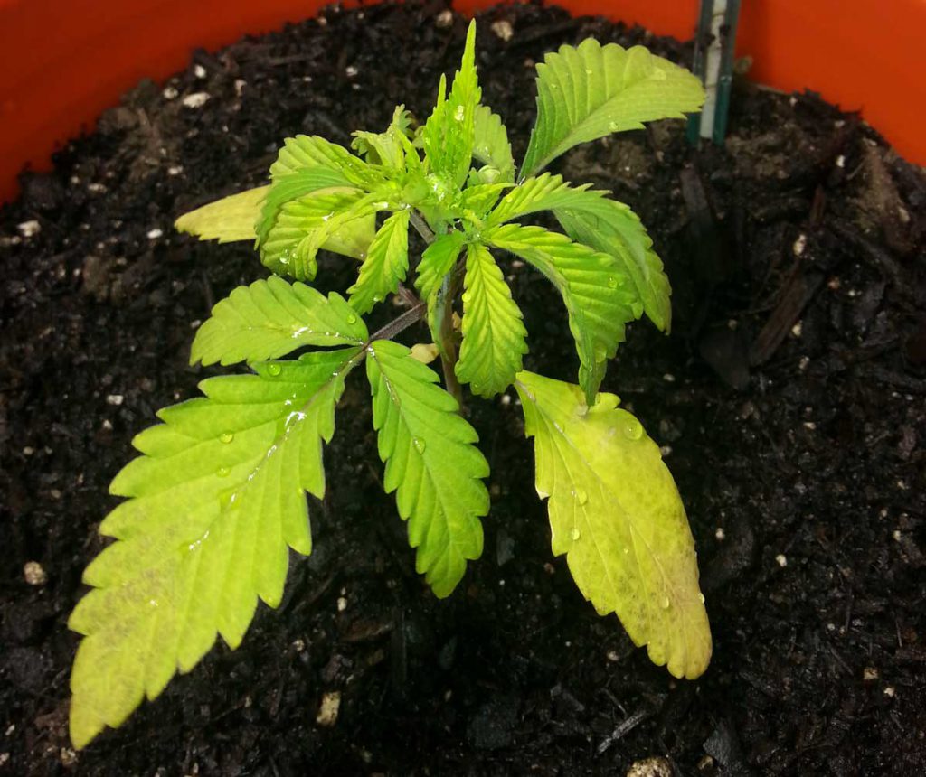 Overwatering yellowing cannabis