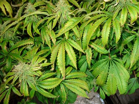 Yellowing of Cannabis Heat Stress