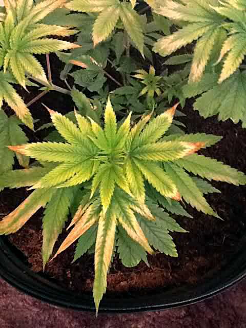 Yellowing of Cannabis Light Burn