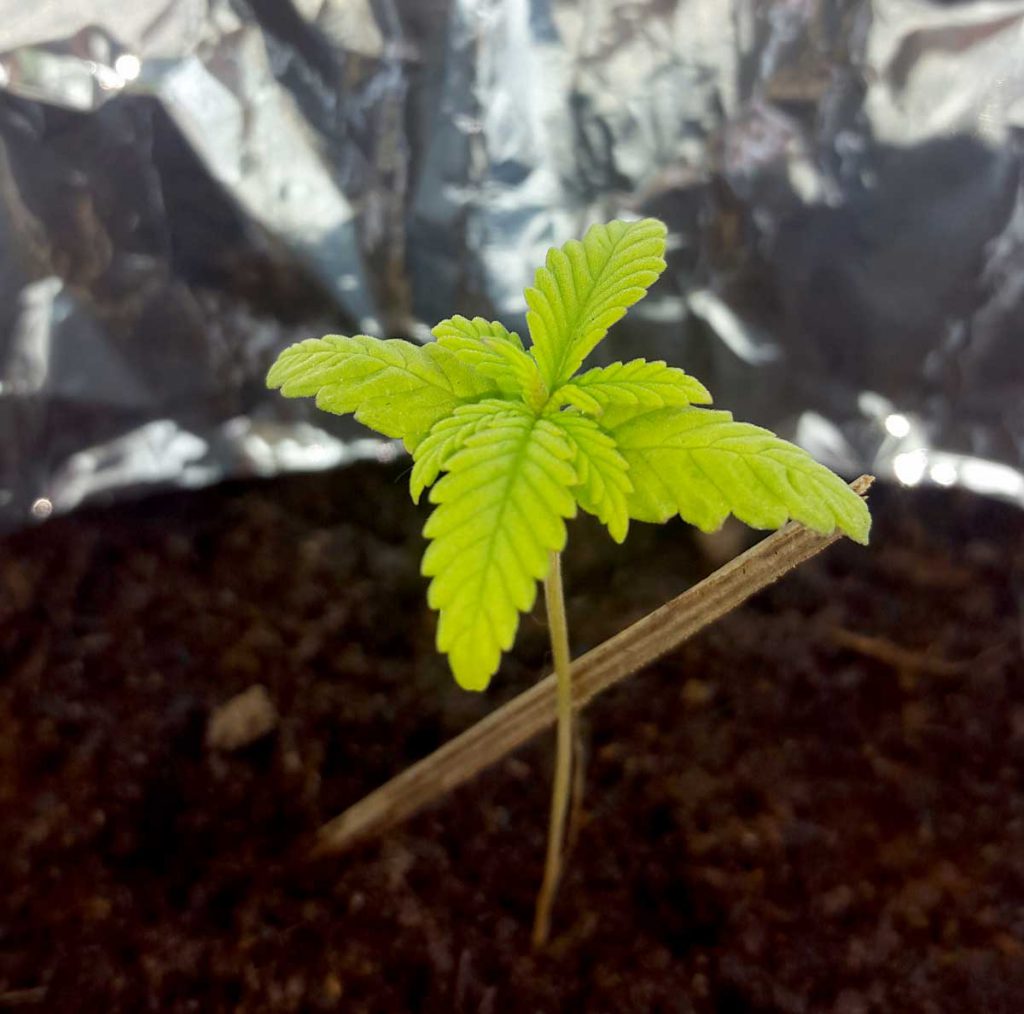 Yellowing of Cannabis Seedling Leaves
