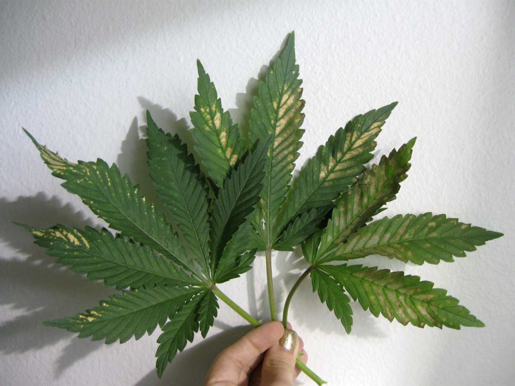 Yellowing of Cannabis pH Imbalance