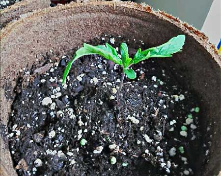bad-soil-cannabis-clawing-leaves