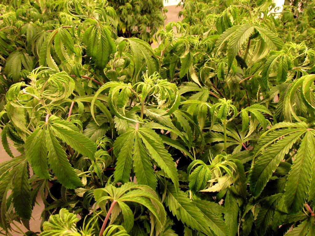 cannabis leaves curling down
