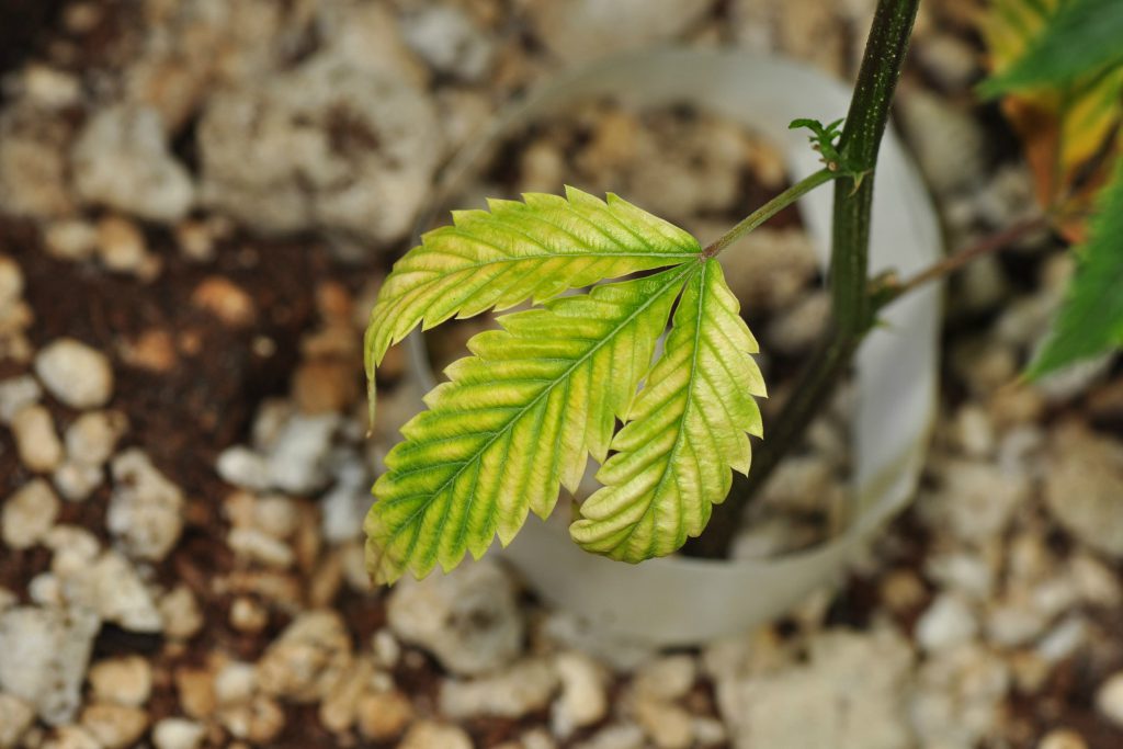 cannabis leaves turning yellow