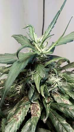 cannabis-plants-wind-burned.jpg