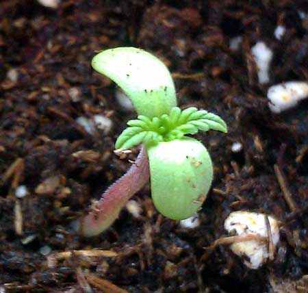 healthy-cannabis-seeding