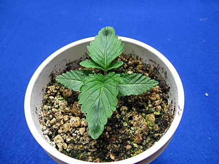 heat-seedling-curling-down.jpg