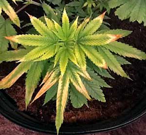 light-burned-cannabis-leaves