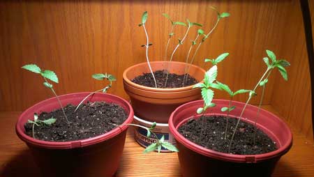 too-tall-seedlings-lack-of-light