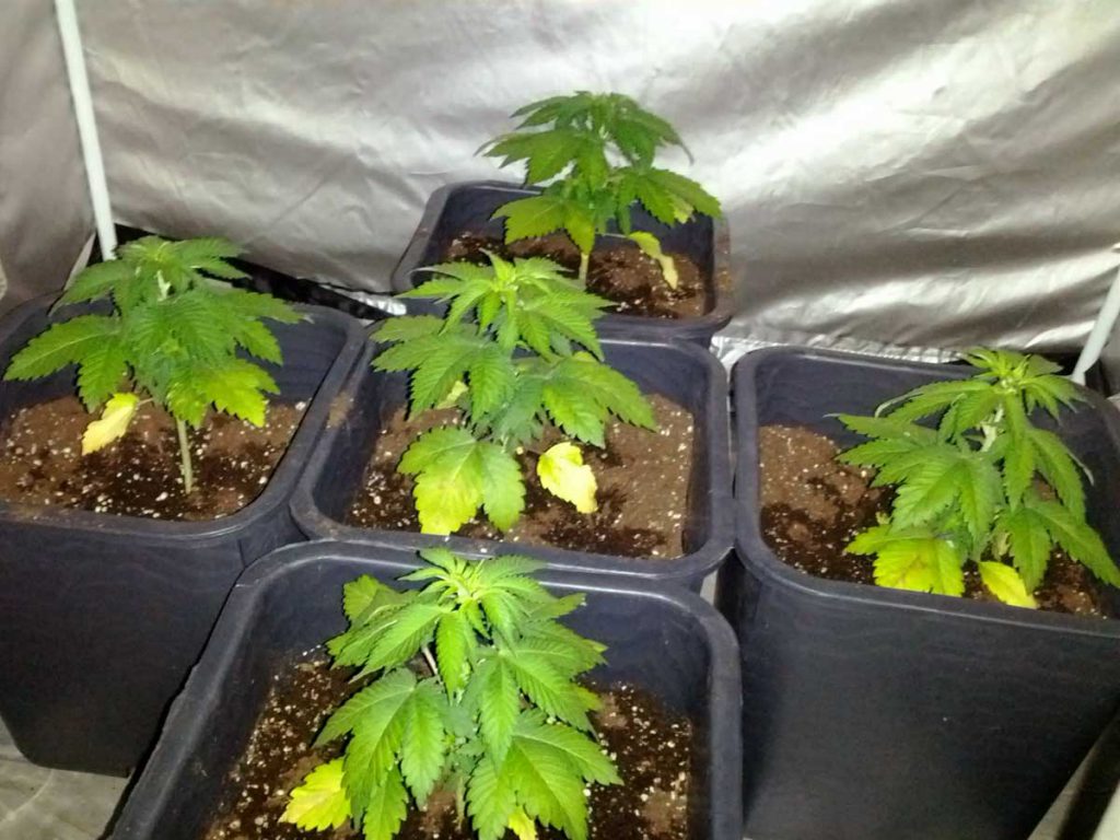 underwatering-causes-yellow-cannabis-leaves