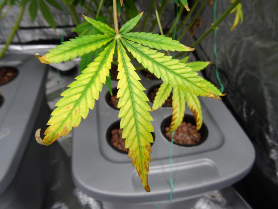 How To Prevent Light Burn On Cannabis Plants