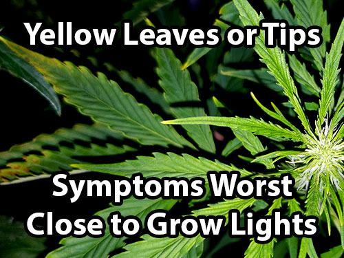 What Is Cannabis Light Burn