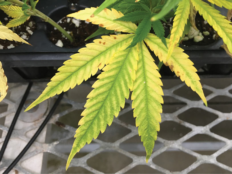 How to Spot Magnesium Deficiency in Cannabis Plants