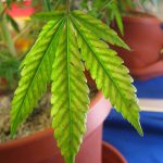 How To Identify And Treat Magnesium Deficiency In Weed Plants