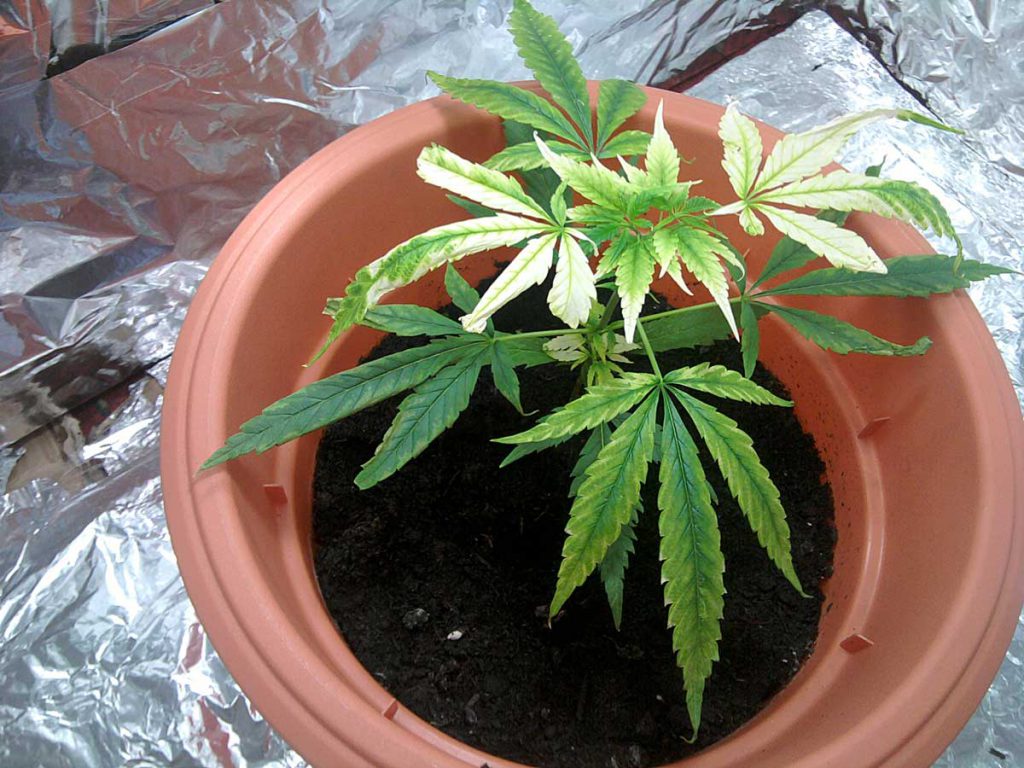 Causes of Potassium Deficiency in Cannabis Plants