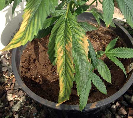 potassium deficiency cannabis