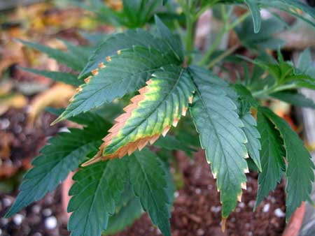 potassium deficiency cannabis