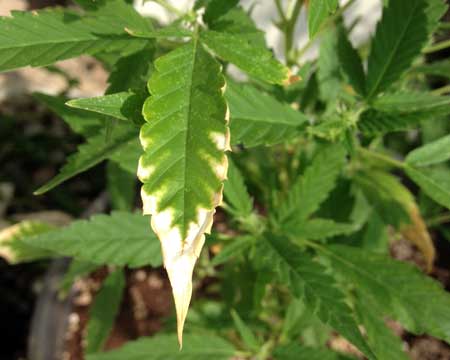 potassium deficiency cannabis