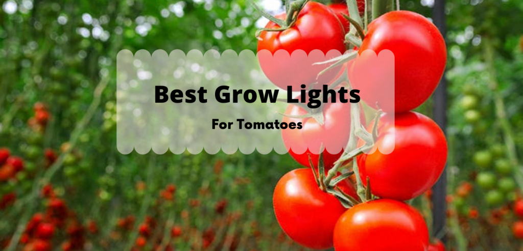 Best Grow Lights for tomatoes