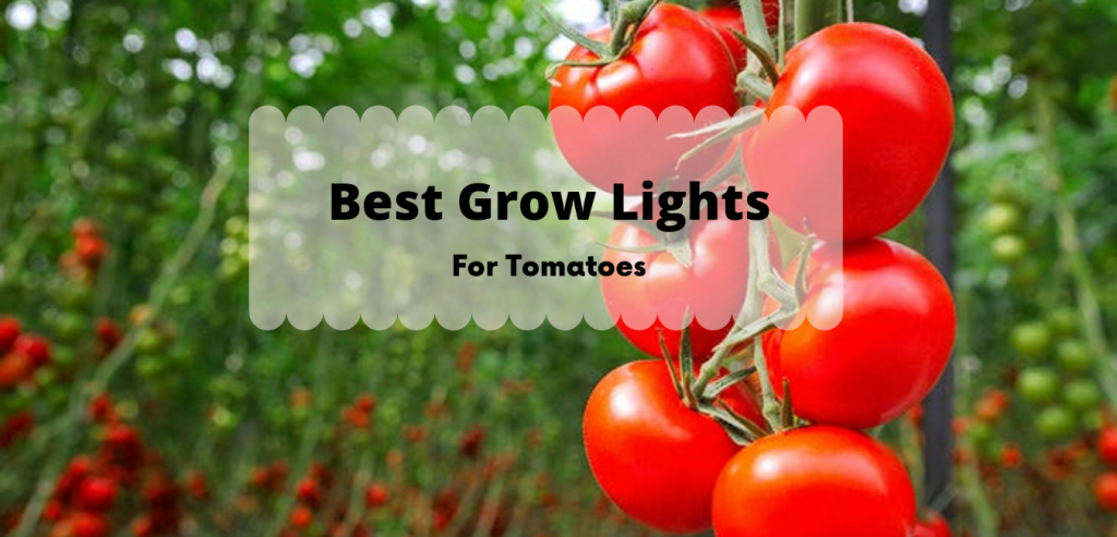 Best Tomato Grow Light - Grow Organic Tomatoes Indoors