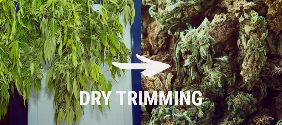 Drying weed